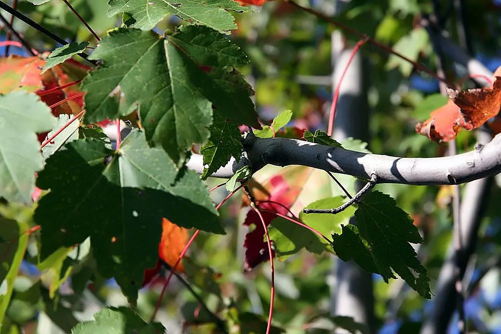 October Glory Red Maple (Acer Rubrum 'October Glory') — is a captivating cultivar celebrated for its stunning fireworks of fall color and robust growth