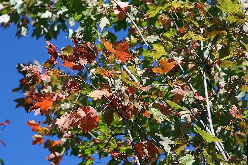 October Glory Red Maple (Acer Rubrum 'October Glory') — though it prefers slightly acidic to neutral