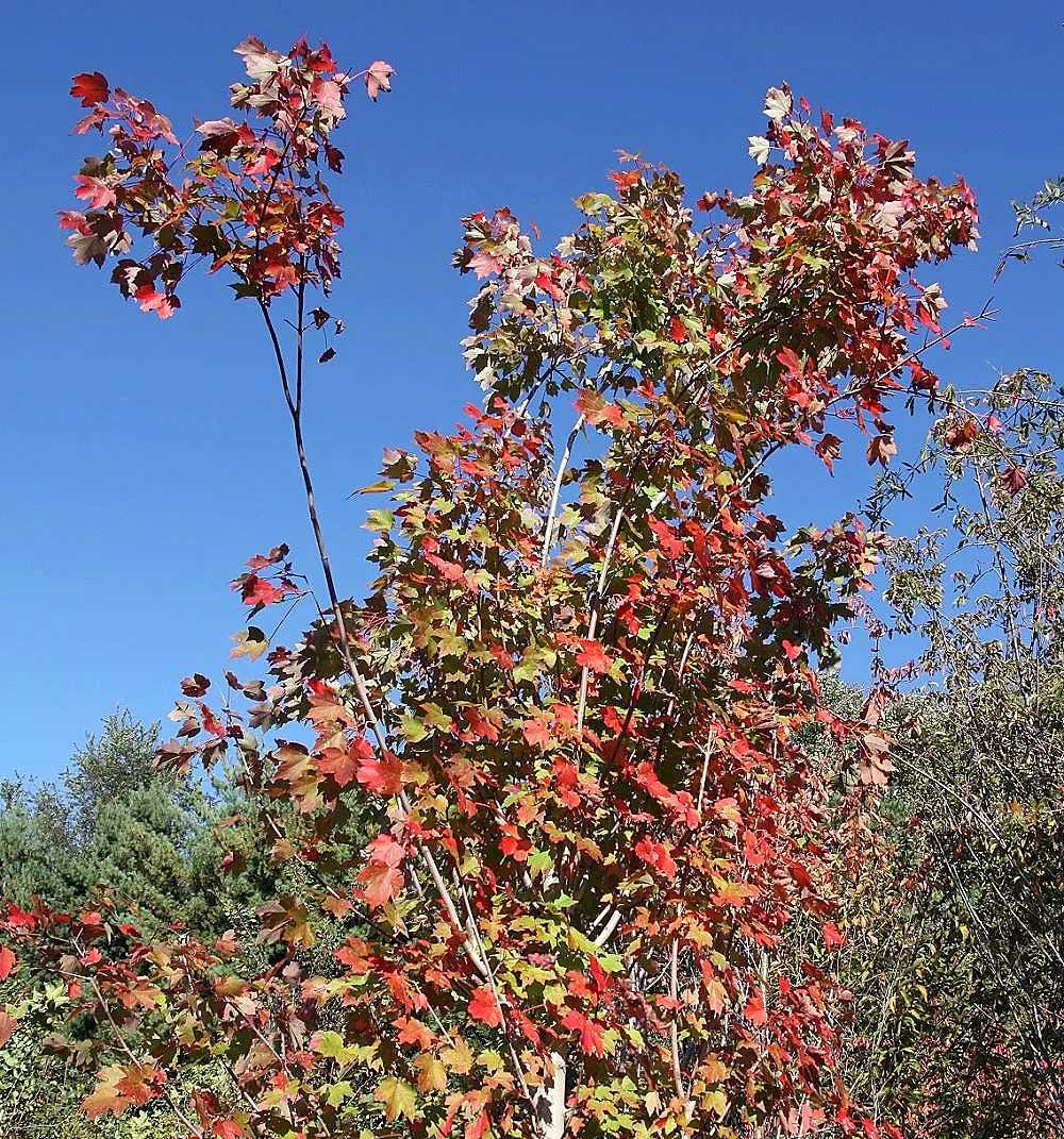 October Glory Red Maple (Acer Rubrum 'October Glory') — October Glory thrives under a wide range of soil types
