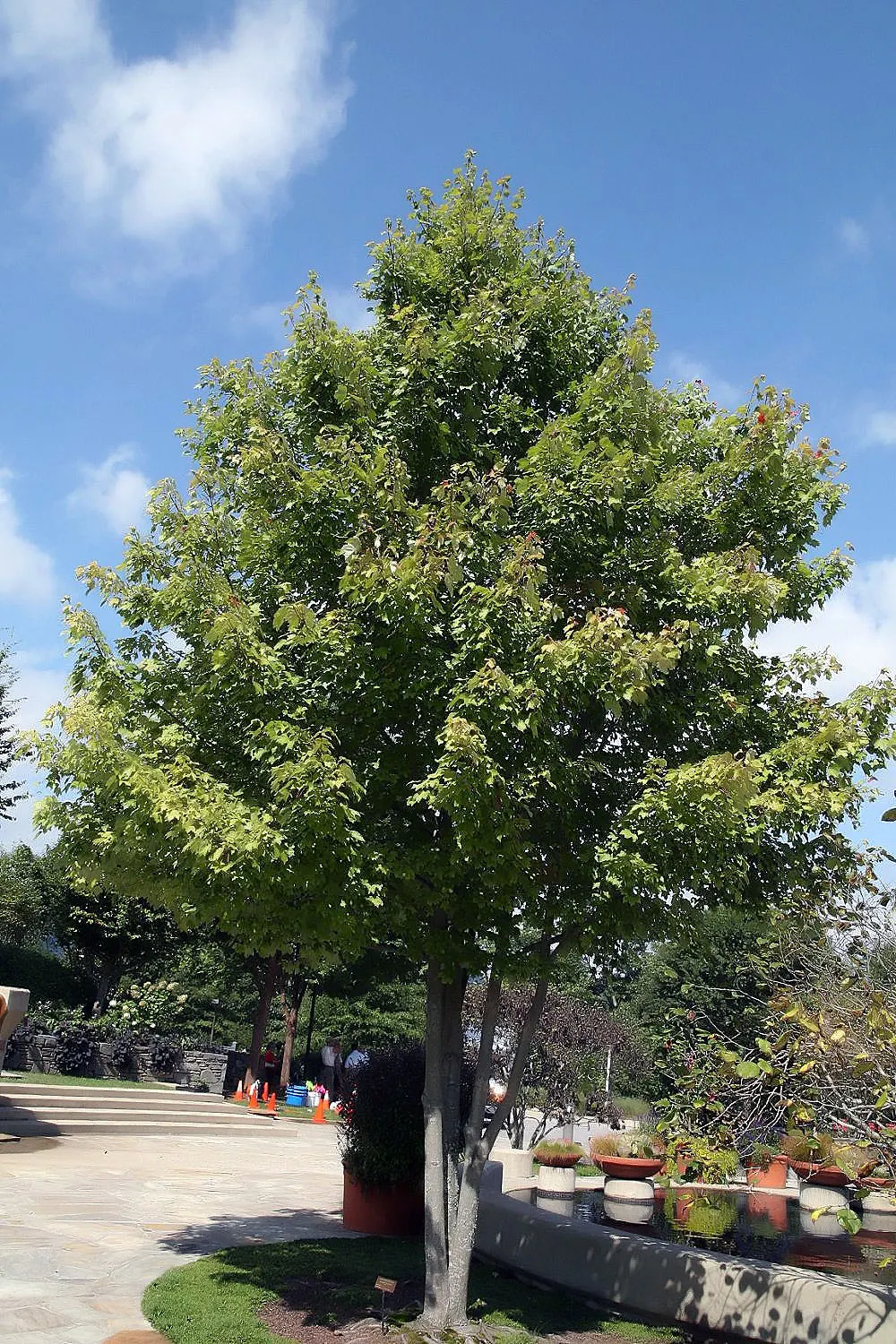 October Glory Red Maple (Acer Rubrum 'October Glory') — It exhibits a medium growth rate