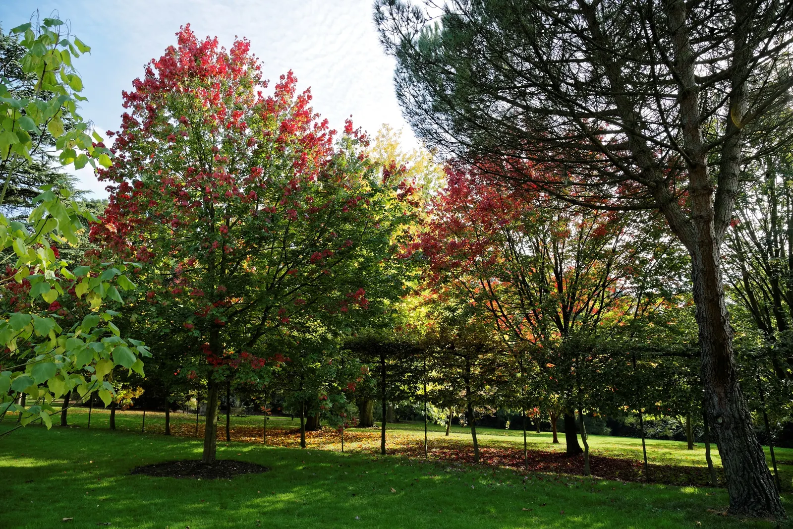 October Glory Red Maple (Acer Rubrum 'October Glory') — Preferring full sun, it boasts a rounded to oval crown and produces red flowers and winged samaras