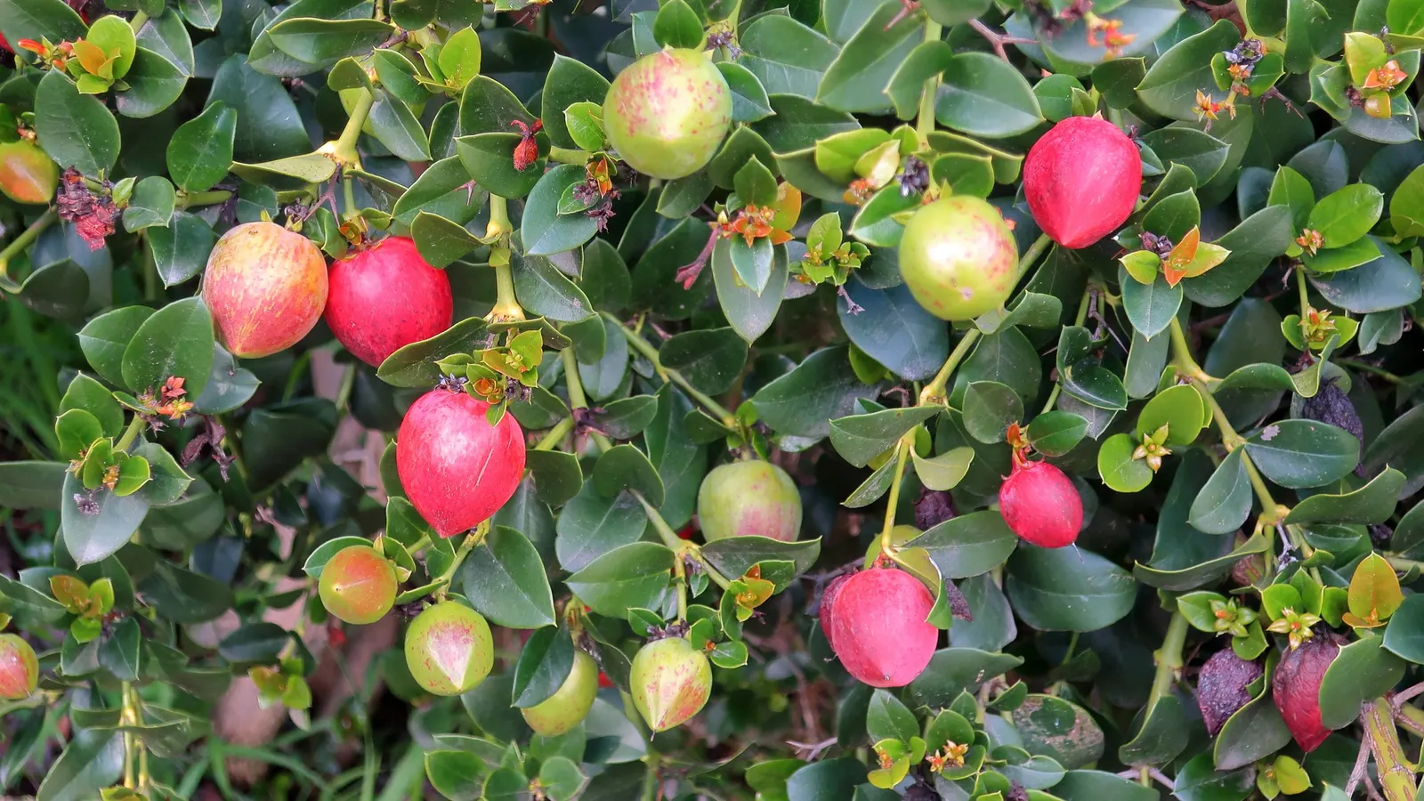 Tuttle Dwarf Natal Plum (Carissa Macrocarpa 'Tuttle') — reaching heights of 18-24 inches and spreading 24-36 inches wide