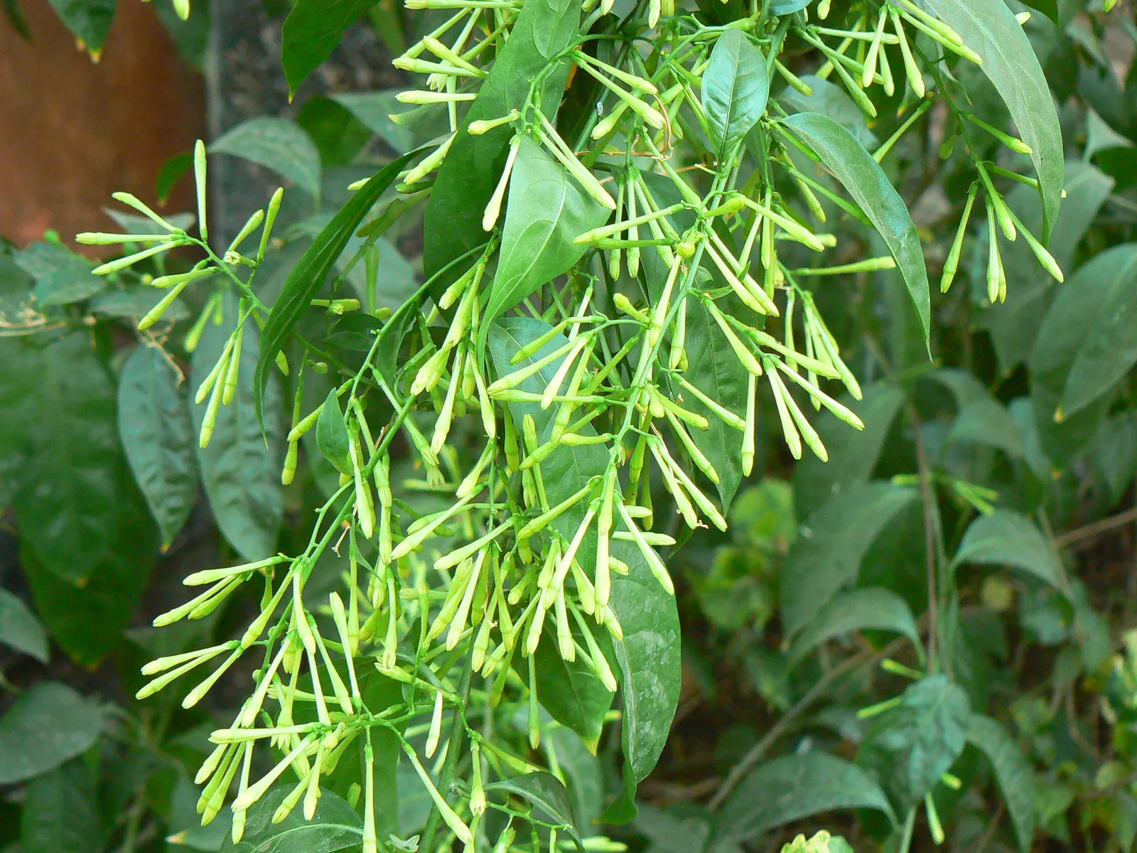 Showy Jasmine (Jasminum Floridum) — Ideal for zones 8-11, it grows 4-7 feet tall and wide, demanding full sun to partial shade