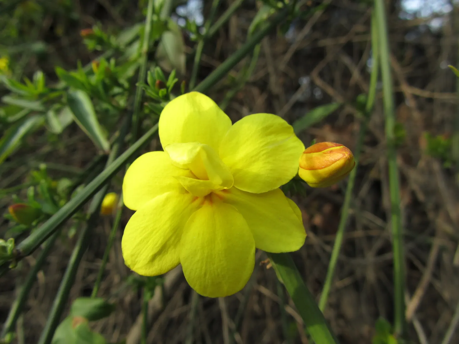 Showy Jasmine (Jasminum Floridum) — evergreen shrub renowned for its delightful fragrance and abundant yellow blooms