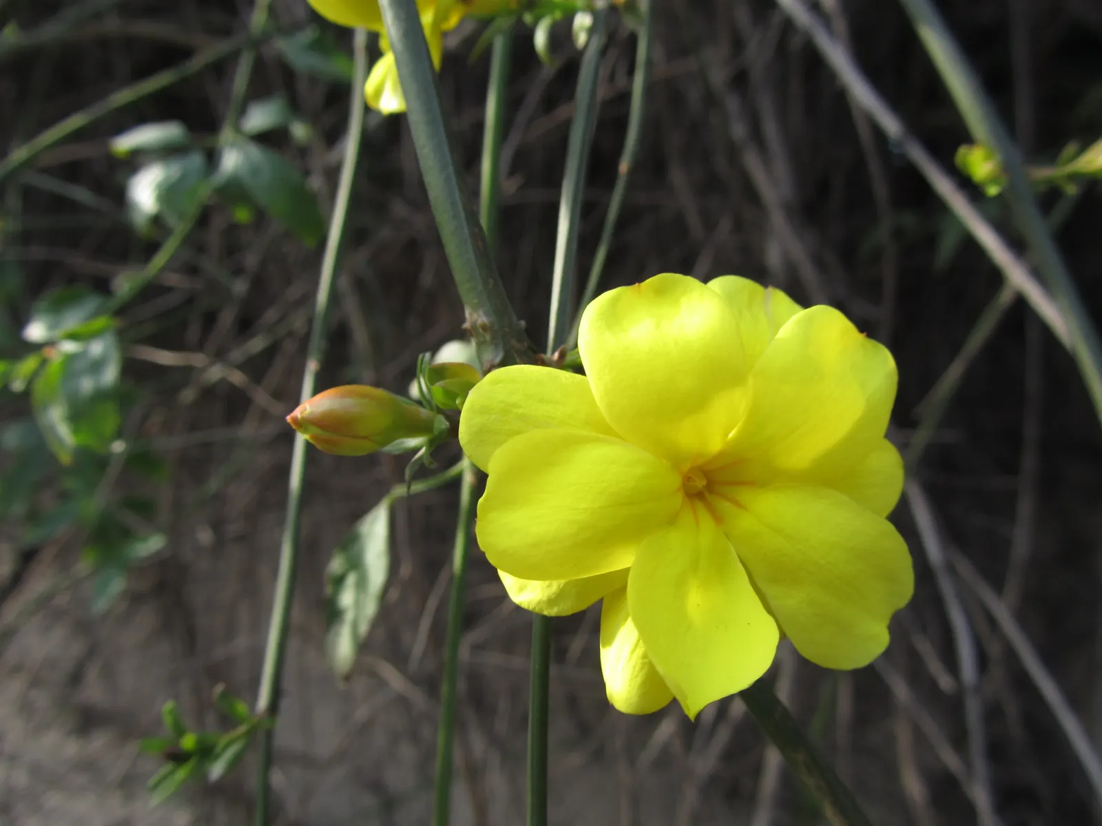 Showy Jasmine (Jasminum Floridum) — Fragrance is subtle compared to other jasmines