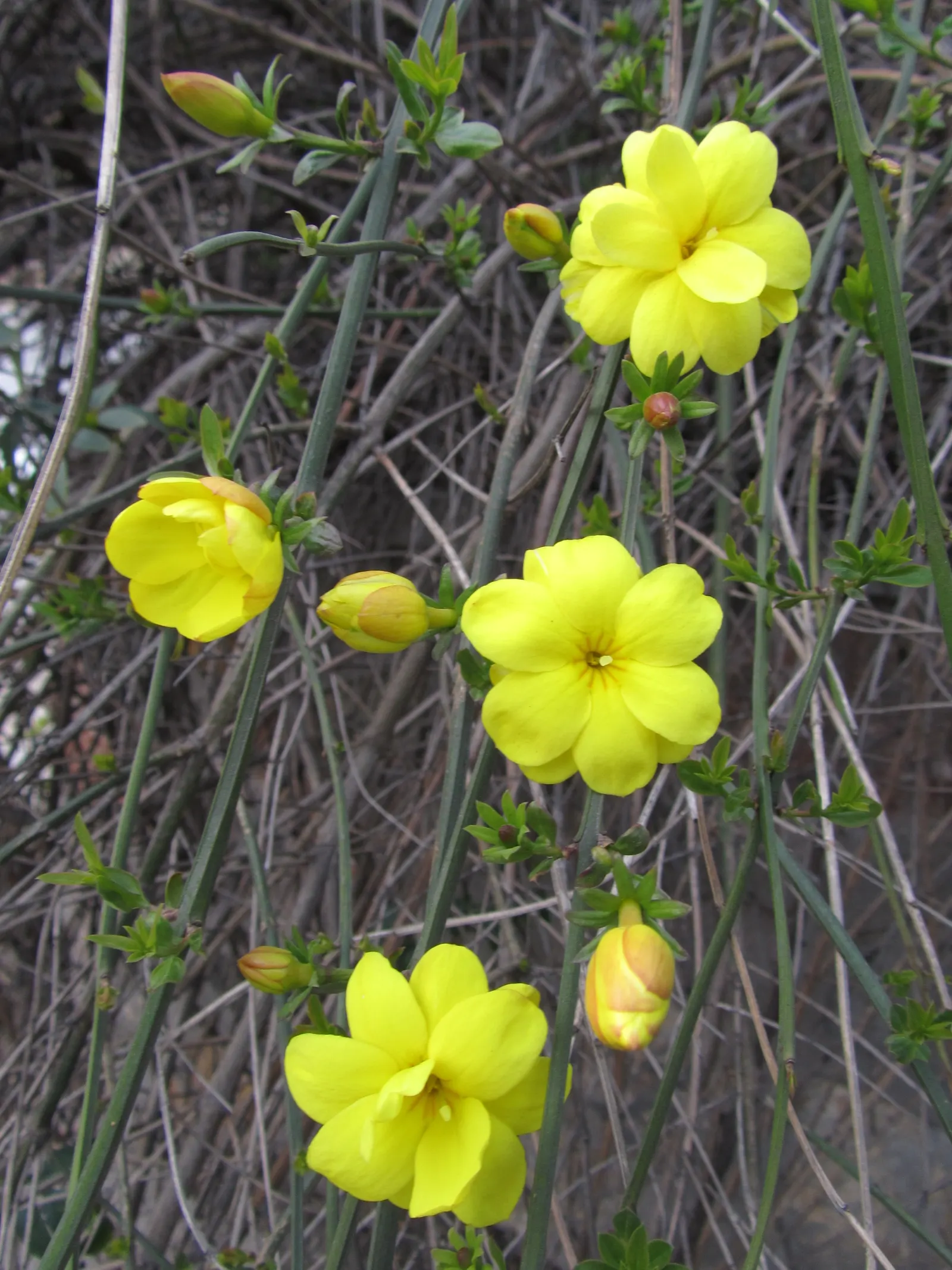 Showy Jasmine (Jasminum Floridum) — Thriving in USDA hardiness zones 8 through 11