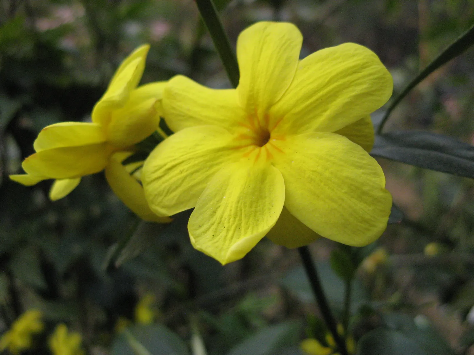 Showy Jasmine (Jasminum Floridum) — Perfect for hedges or garden accents, it thrives in well-drained soil