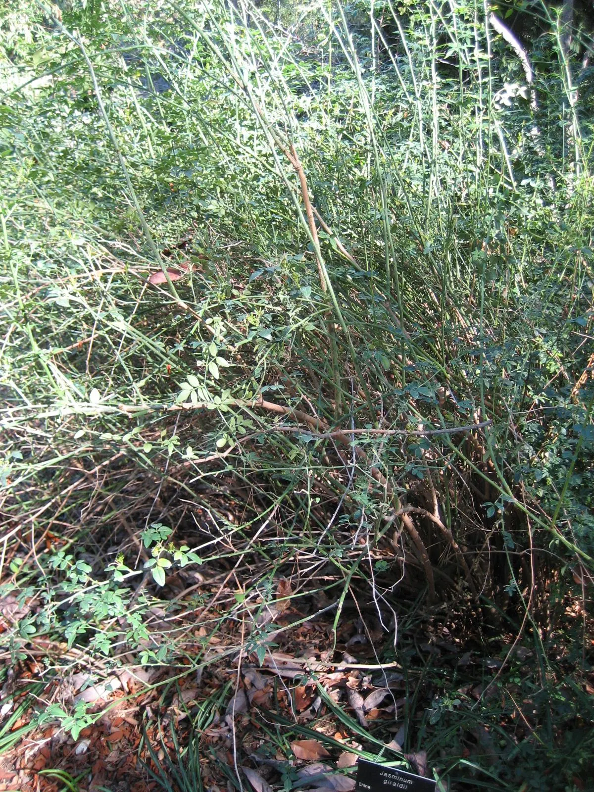 Showy Jasmine (Jasminum Floridum) — it typically attains a height of 4 to 6 feet and spreads out just as wide