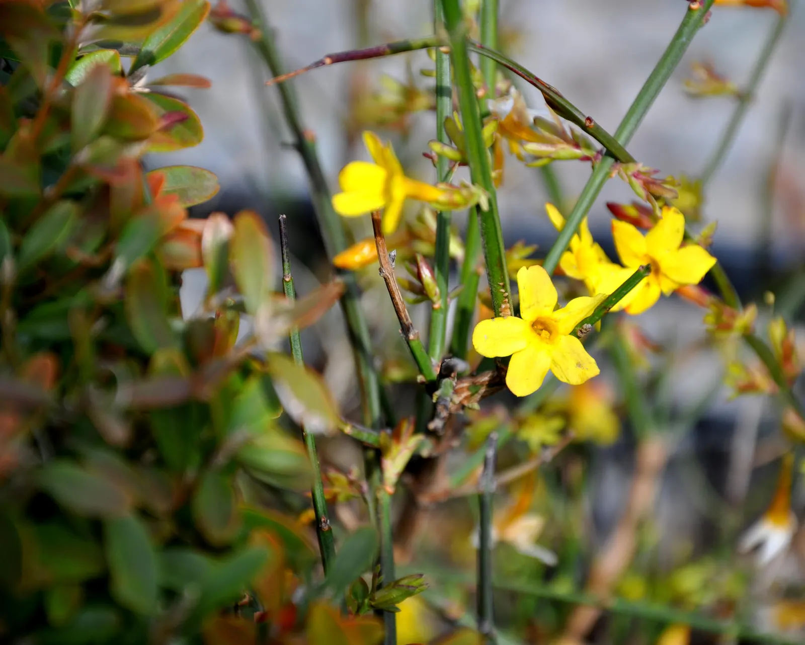Showy Jasmine (Jasminum Floridum) — Showy Jasmine (Jasminum floridum) is an attractive