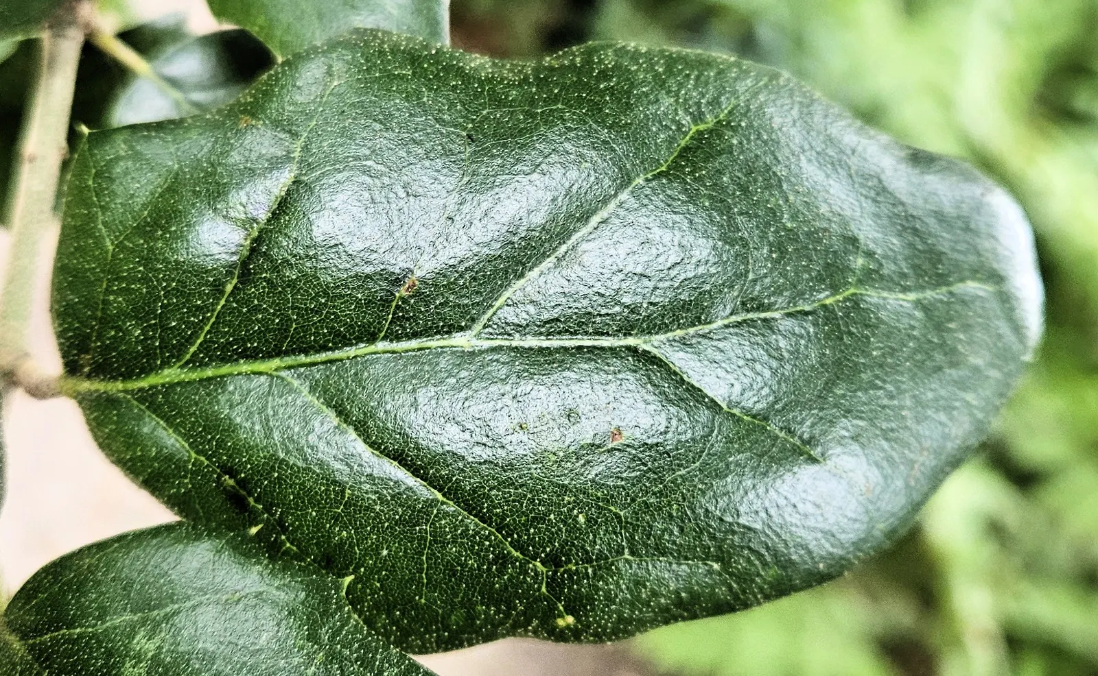 Coast Live Oak (Quercus agrifolia) — favoring the coastal regions where it can spread its robust; typically 20 to 70 feet in height with a canopy spread of 20