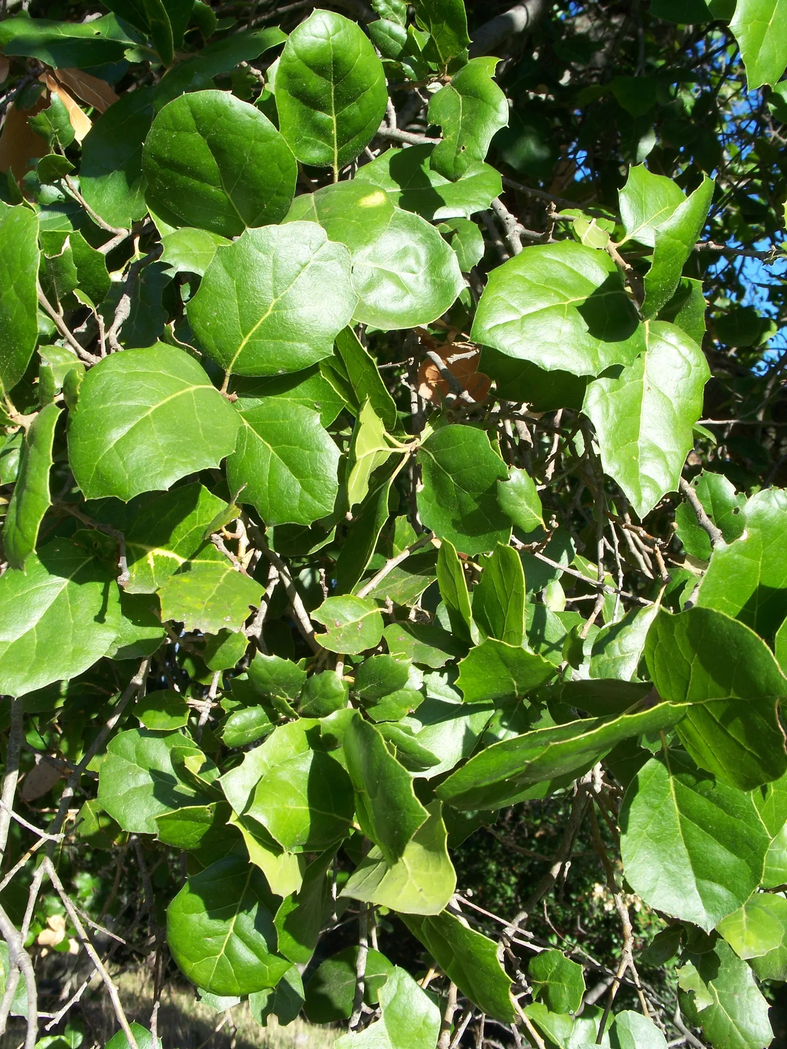 Coast Live Oak (Quercus agrifolia) — typically 20 to 70 feet in height with a canopy spread of 20 to 70 feet