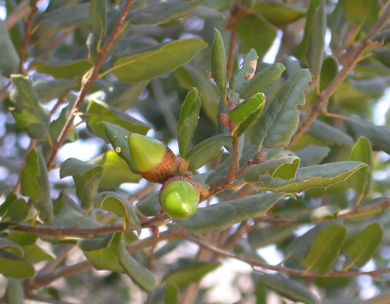 Coast Live Oak (Quercus agrifolia) — Quercus agrifolia, commonly known as the Coast Live Oak, is an evergreen oak native to California