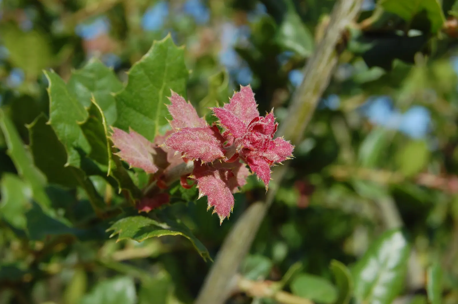 Coast Live Oak (Quercus agrifolia) — It thrives in USDA zones 9 to 11; it requires well-drained soil