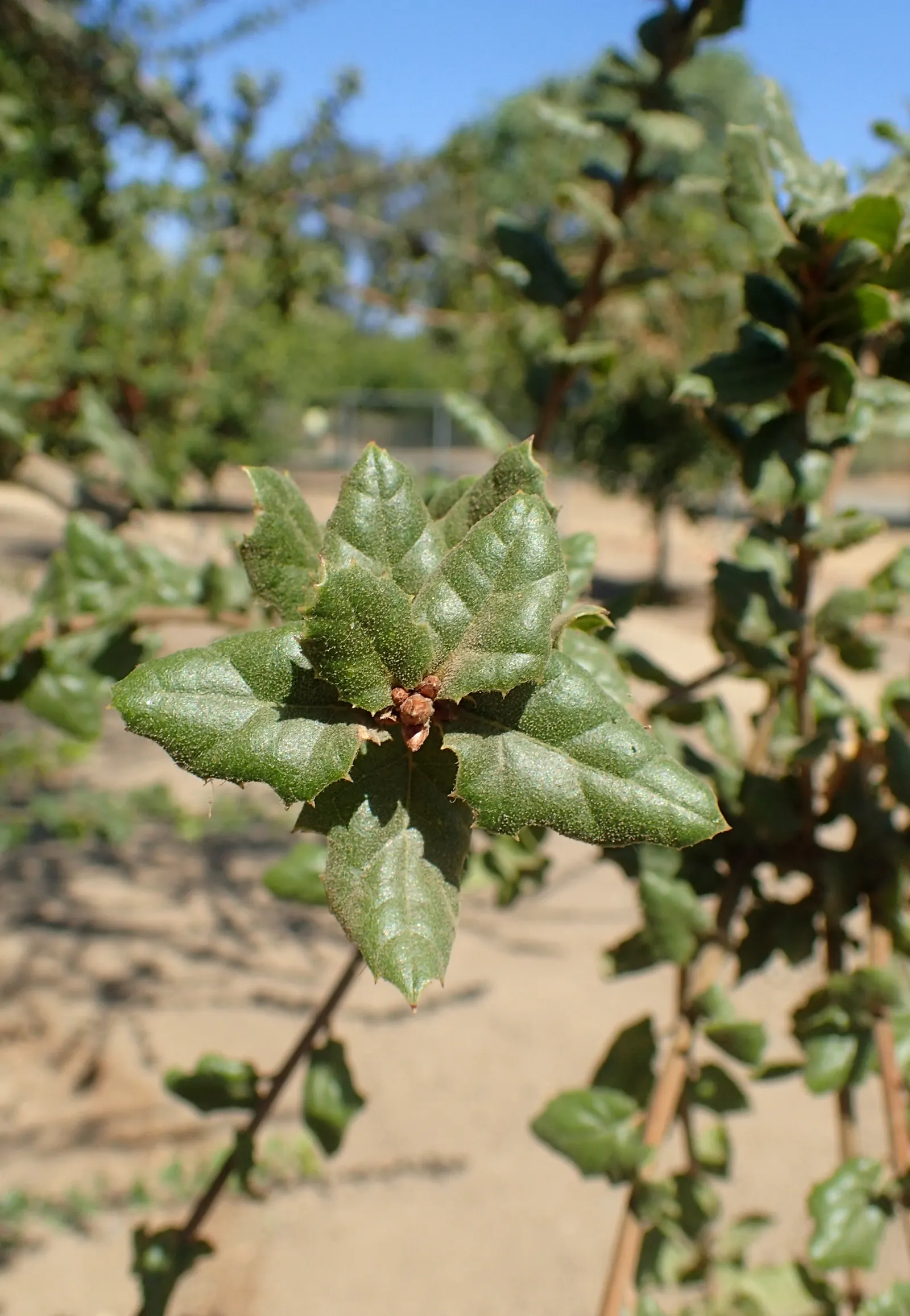 Coast Live Oak (Quercus agrifolia) — contorted limbs under the mild climate; it's important to allow ample space for the Coast Live Oak's extensive, image 58