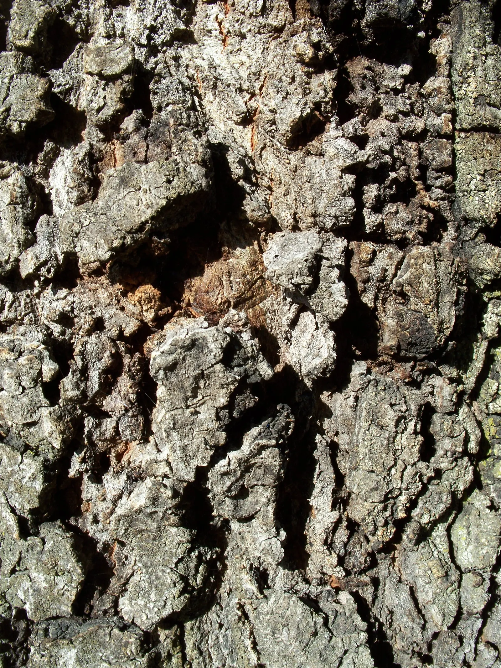 Coast Live Oak (Quercus agrifolia) — This resilient tree has a widespread crown reaching 20-70 feet in height with an equal or greater spread, image 50