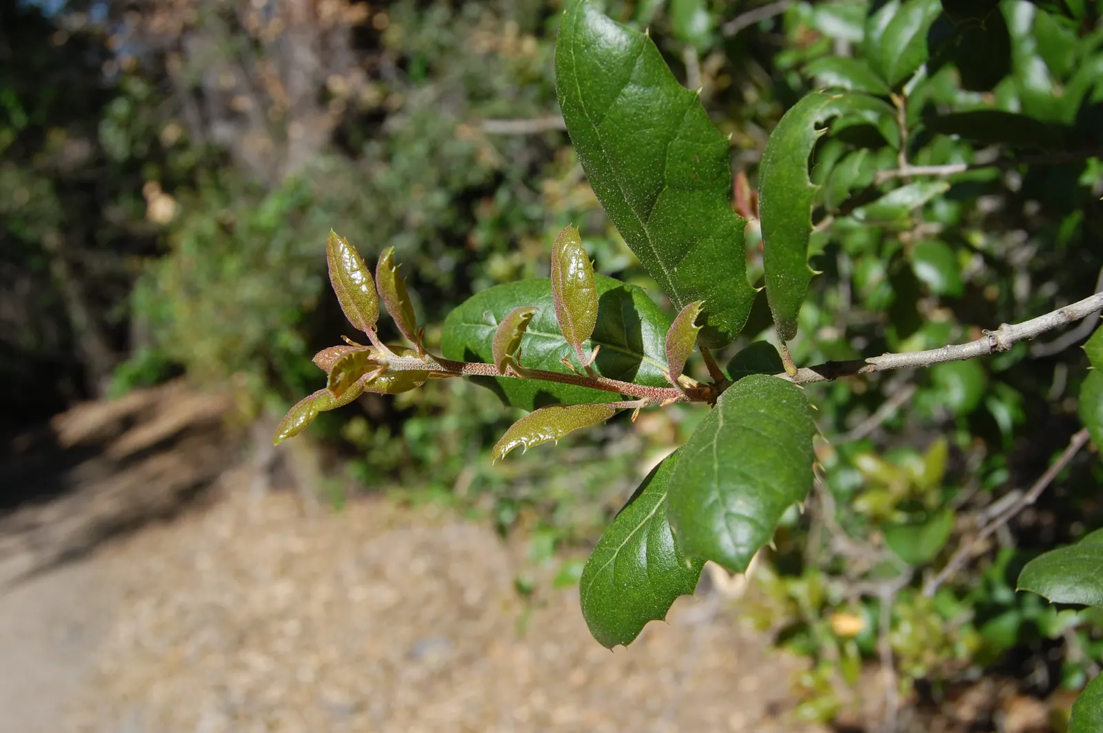 Coast Live Oak (Quercus agrifolia) — Mature specimens reach monumental sizes; this resilient tree has a widespread crown reaching 20-70 feet in height with an