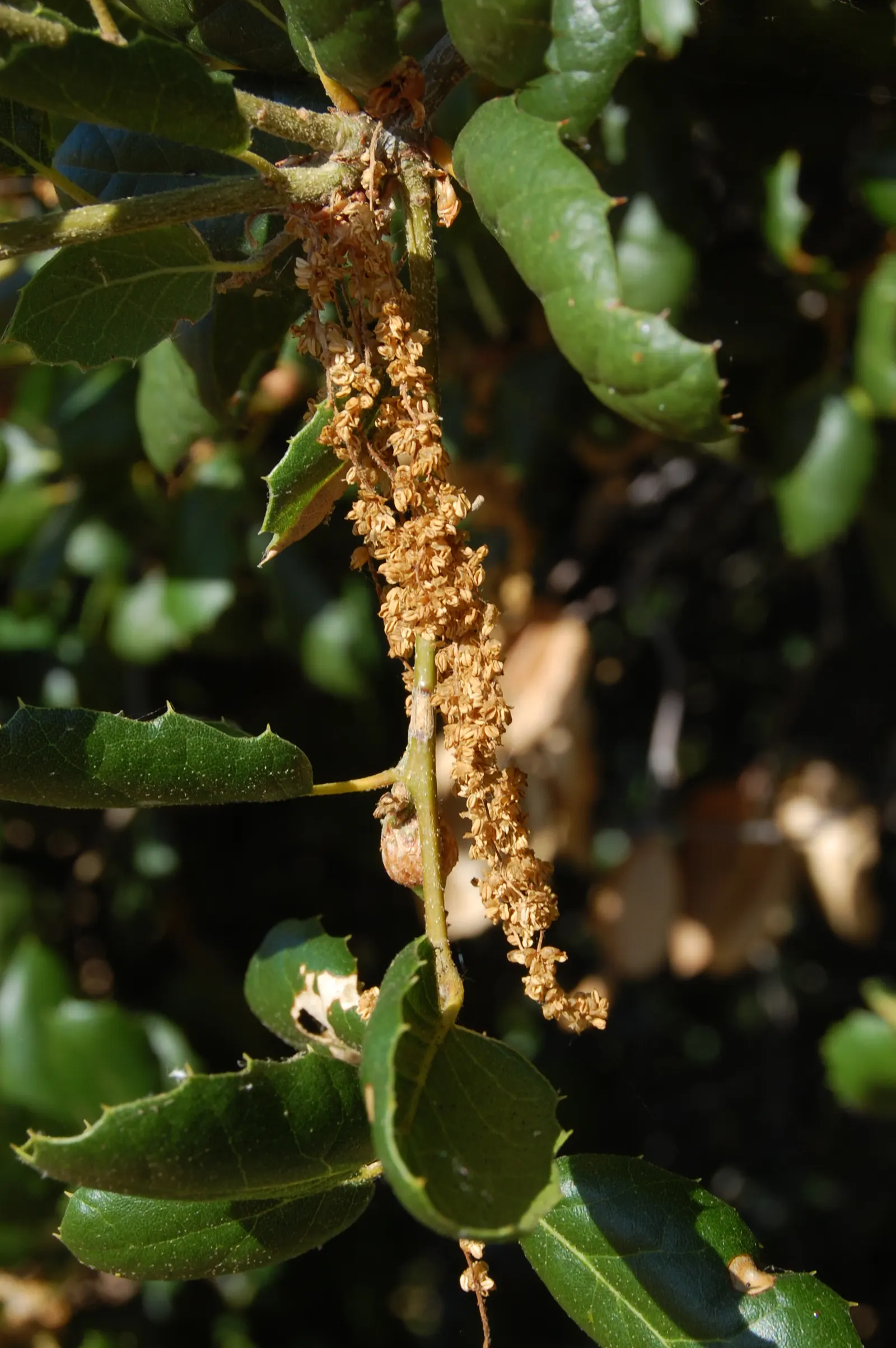 Coast Live Oak (Quercus agrifolia) — It thrives in USDA zones 9 to 11