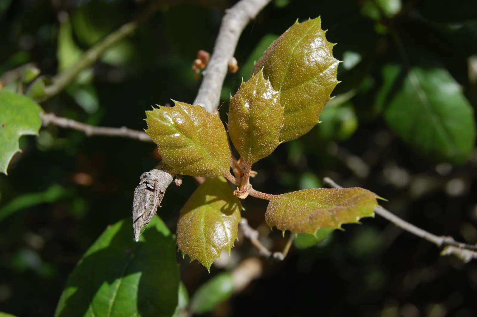 Coast Live Oak (Quercus agrifolia) — making it a robust choice for diverse landscapes