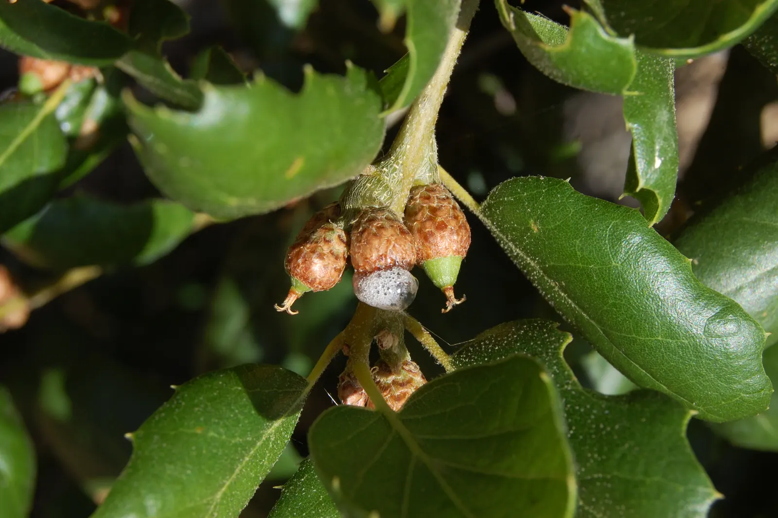 Coast Live Oak (Quercus agrifolia) — The leaf surfaces are often spiny-edged, resembling holly leaves, measuring about 1 to 3 inches in length; given the