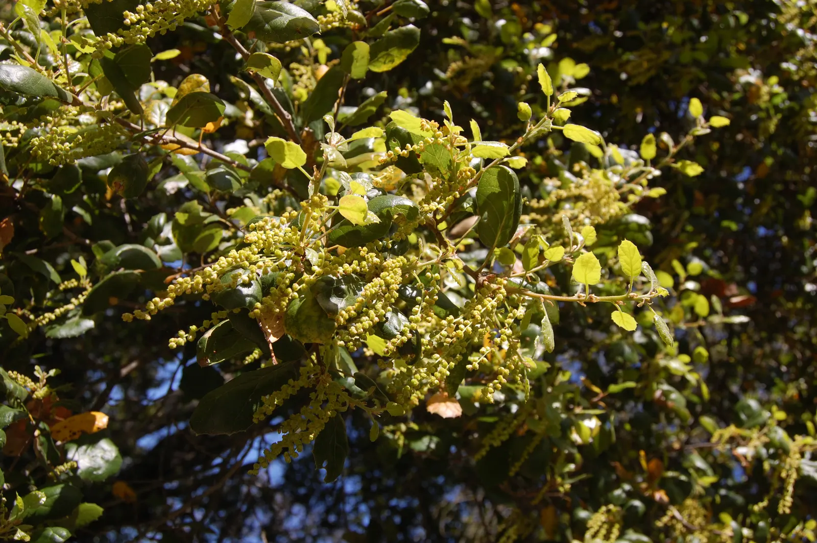 Coast Live Oak (Quercus agrifolia) — though some have been known to surpass these dimensions; the Coast Live Oak's foliage is a year-round display of vitality