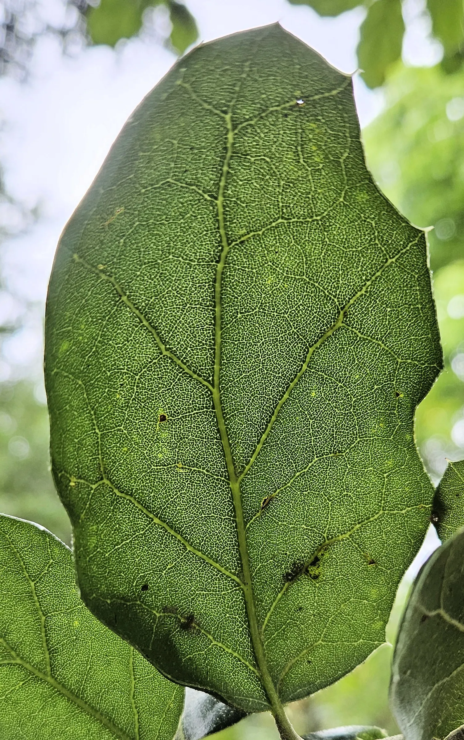 Coast Live Oak (Quercus agrifolia) — often living for centuries; tree for full