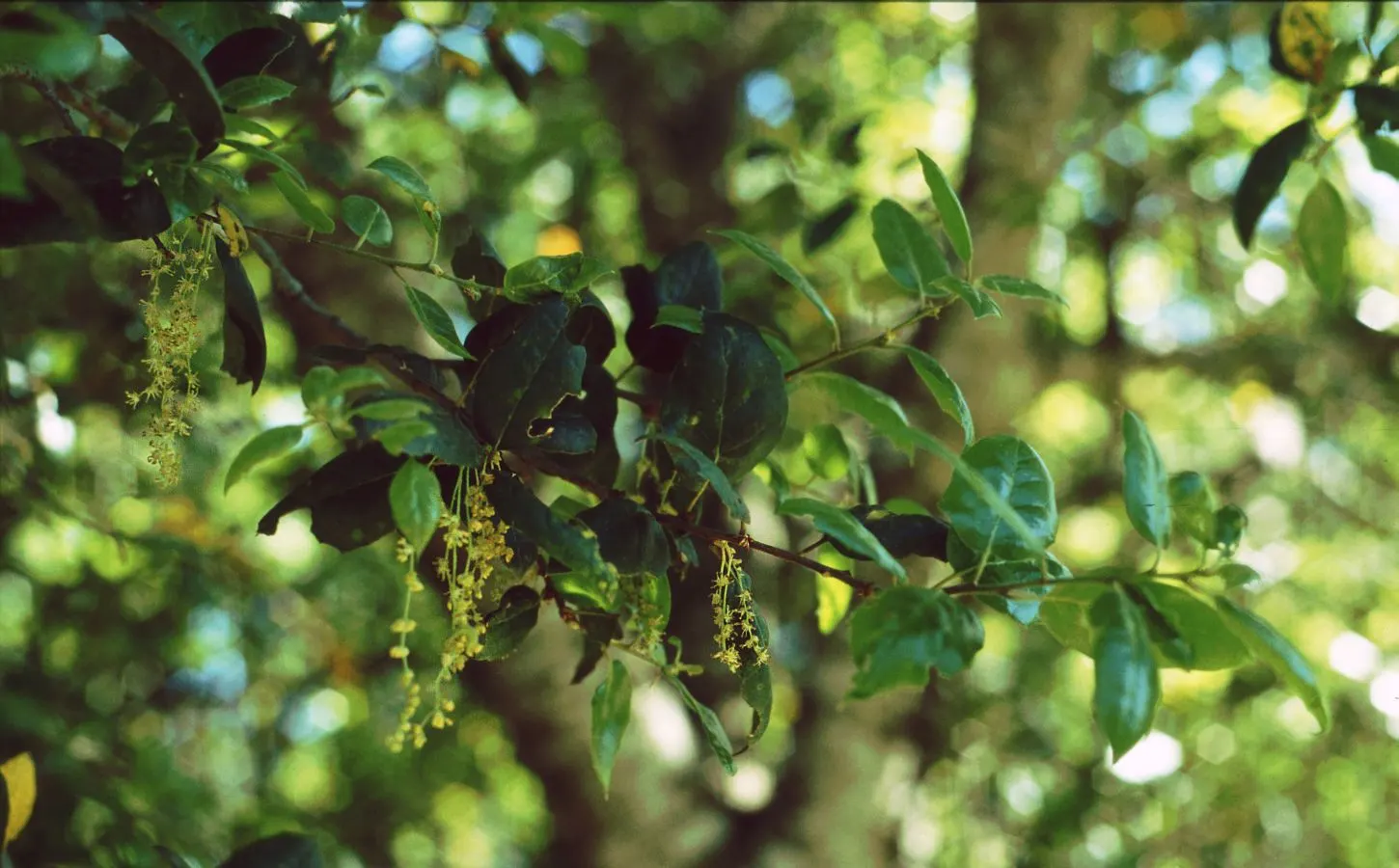 Coast Live Oak (Quercus agrifolia) — it requires well-drained soil