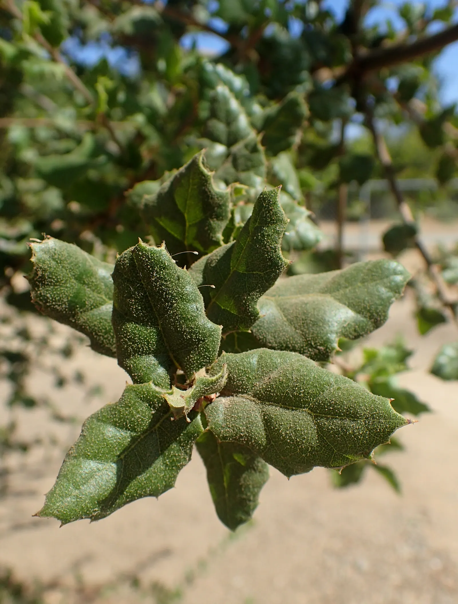 Coast Live Oak (Quercus agrifolia) — <br><br>Equipped with thick; creating a lasting legacy in any garden