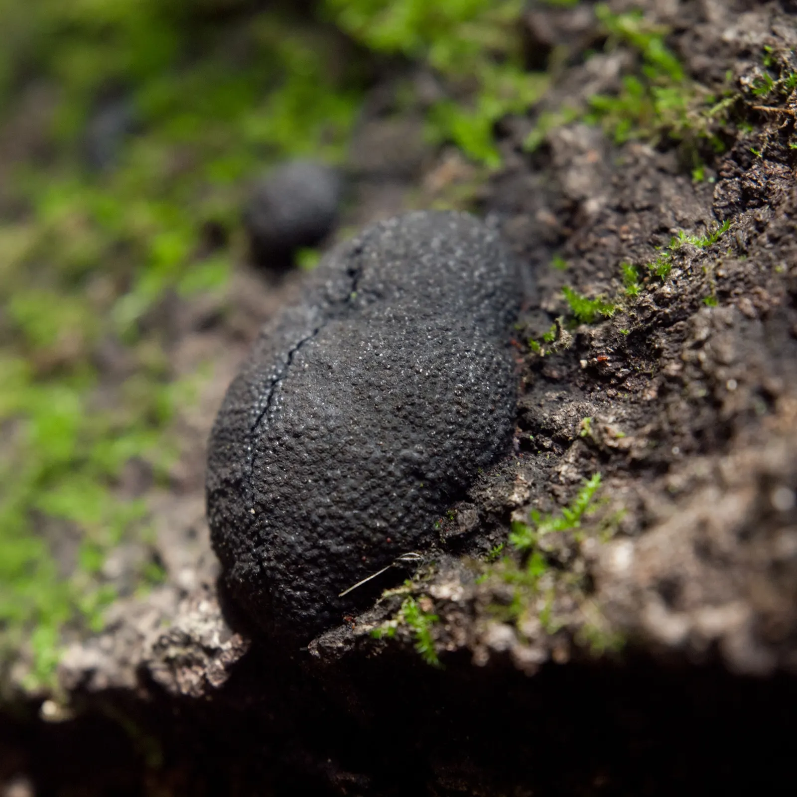 Coast Live Oak (Quercus agrifolia) — It thrives in USDA zones 9 to 11; it requires well-drained soil, image 56