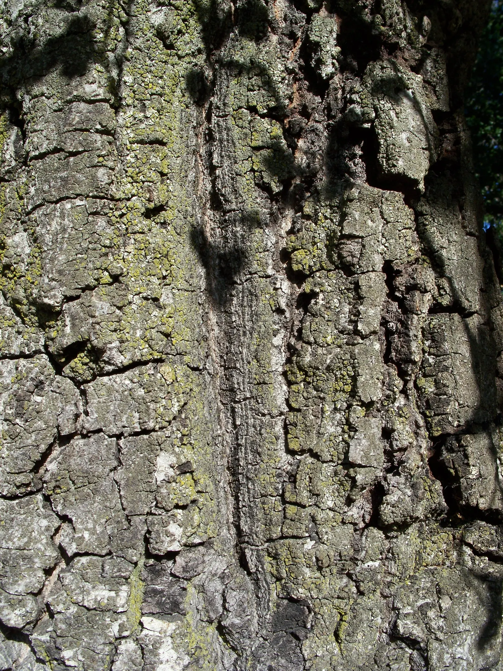 Coast Live Oak (Quercus agrifolia) — Quercus agrifolia, commonly known as the Coast Live Oak, is an evergreen oak native to California, image 49