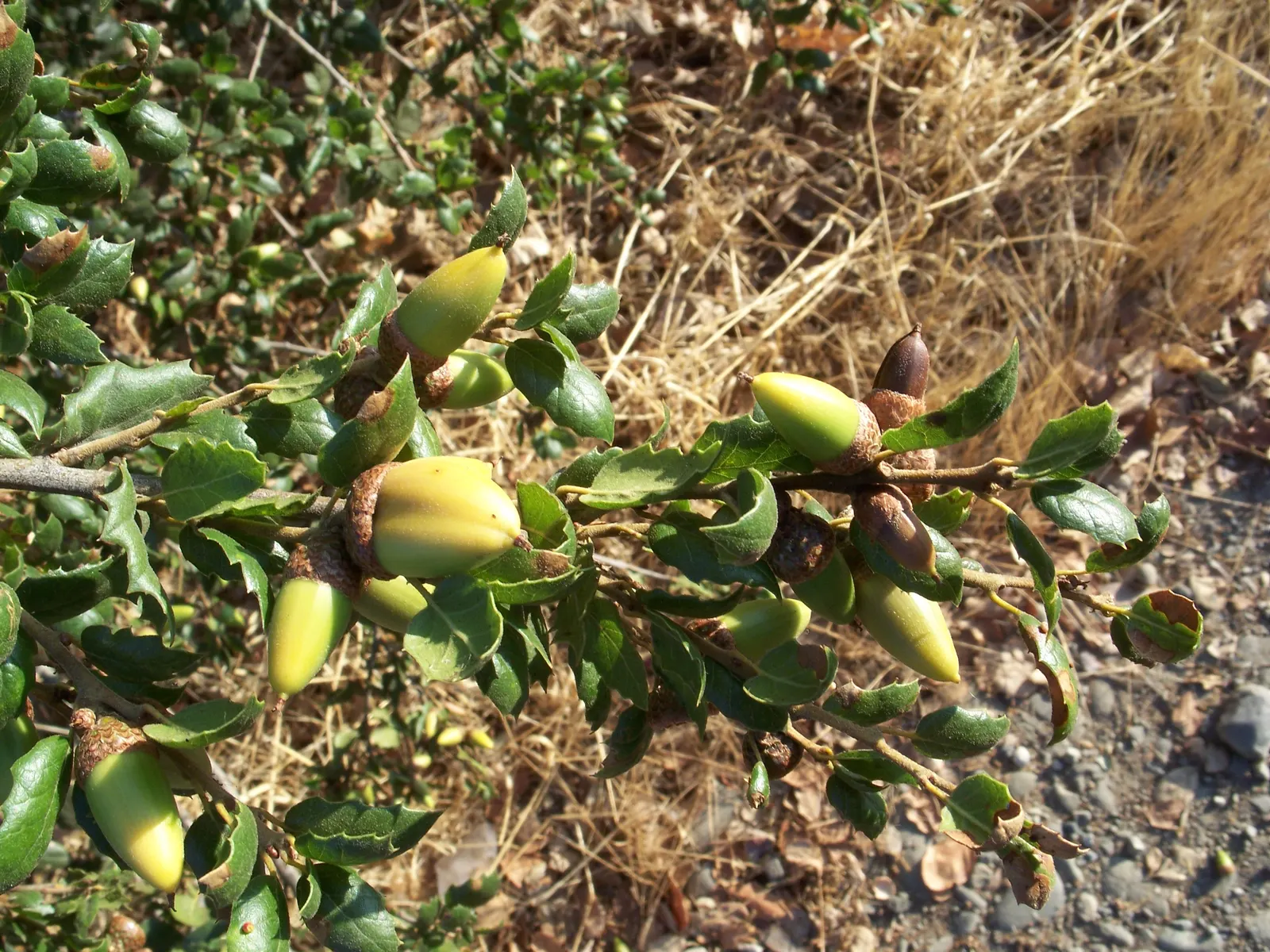Coast Live Oak (Quercus agrifolia) — Given the tree's potential longevity; the leaf surfaces are often spiny-edged, resembling holly leaves, measuring about 1