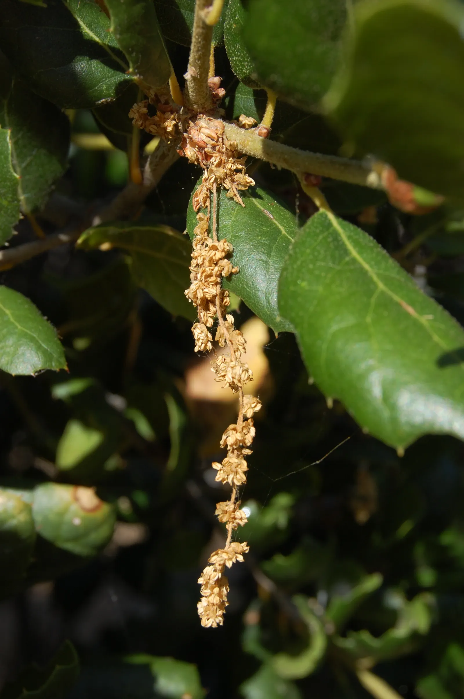 Coast Live Oak (Quercus agrifolia) — The Coast Live Oak (Quercus agrifolia) is an iconic evergreen tree synonymous with the Californian landscape