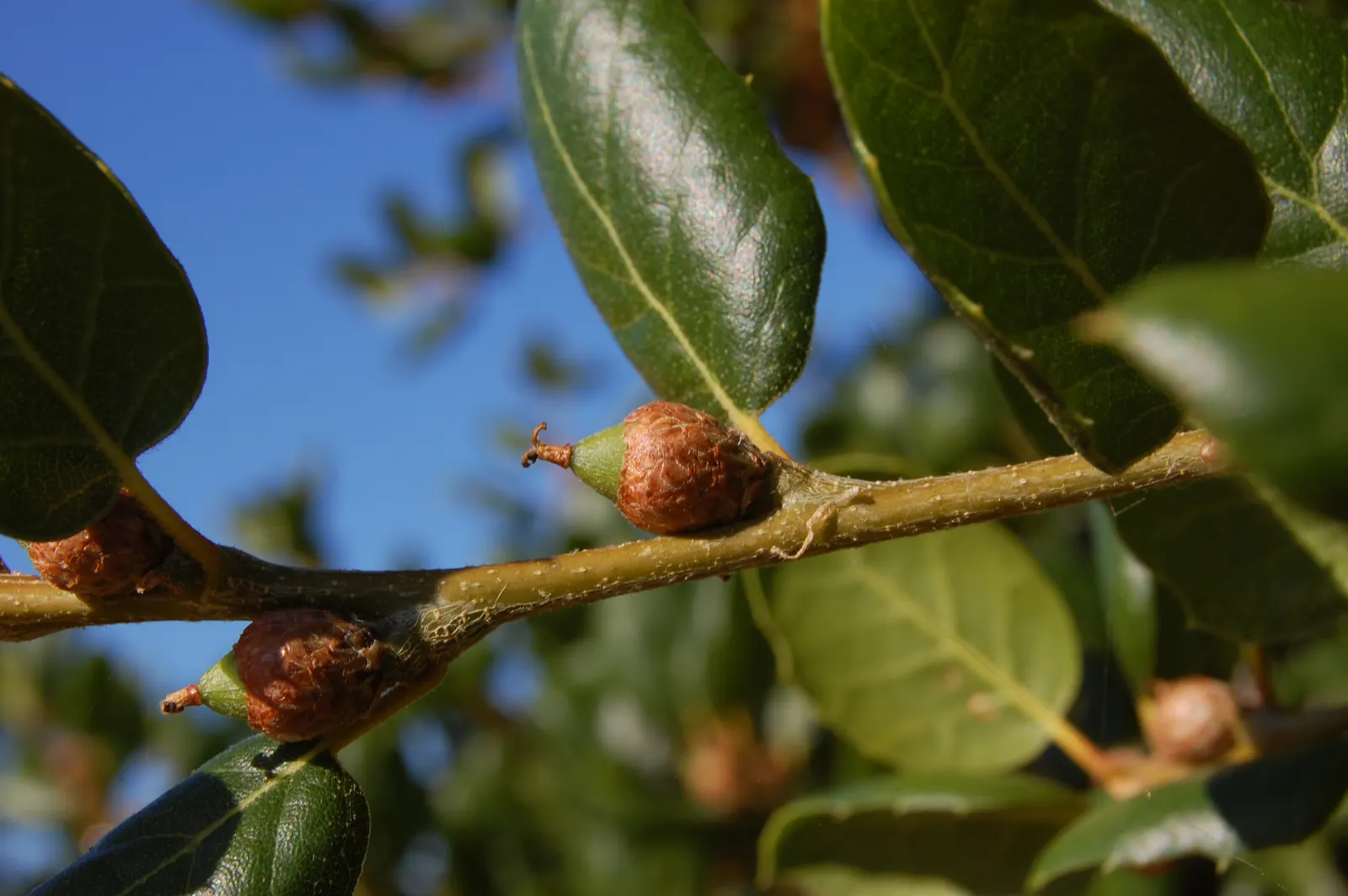 Coast Live Oak (Quercus agrifolia) — Given the tree's potential longevity