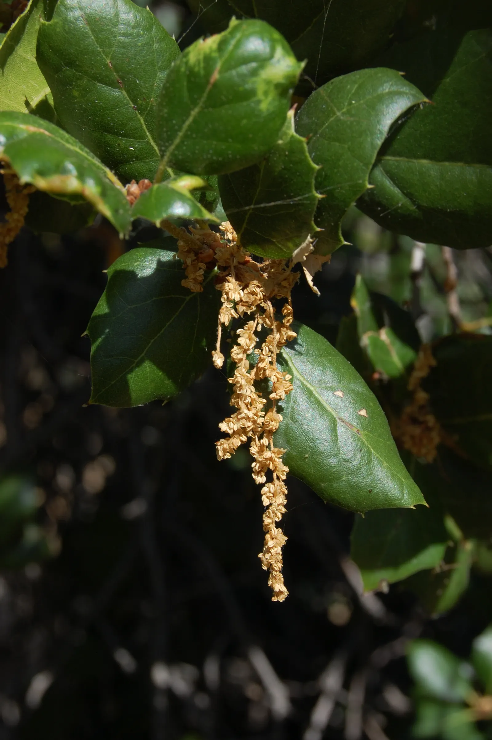 Coast Live Oak (Quercus agrifolia) — the Coast Live Oak's foliage is a year-round display of vitality; though some have been known to surpass these dimensions