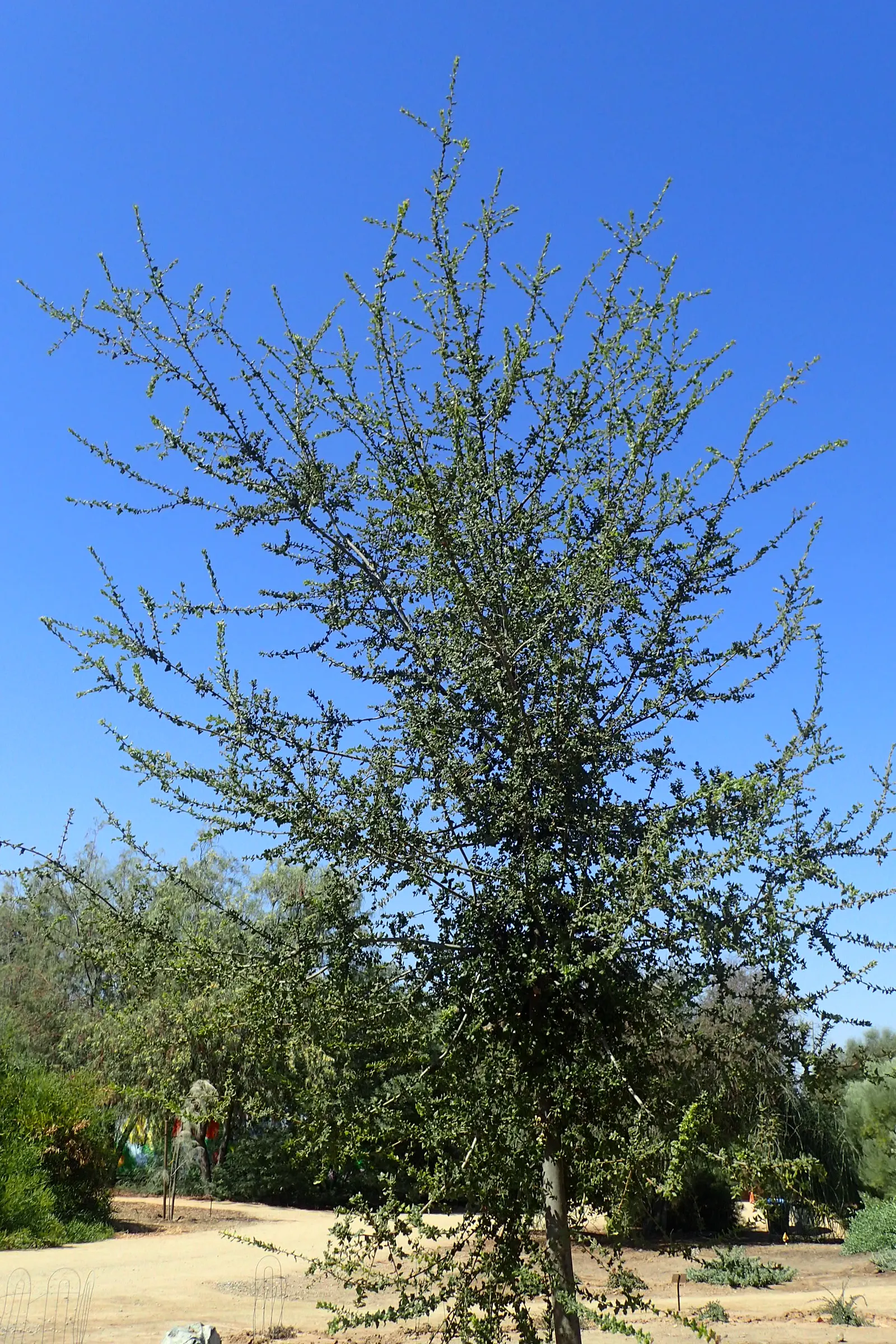 Coast Live Oak (Quercus agrifolia) — creating a lasting legacy in any garden; <br><br>Equipped with thick