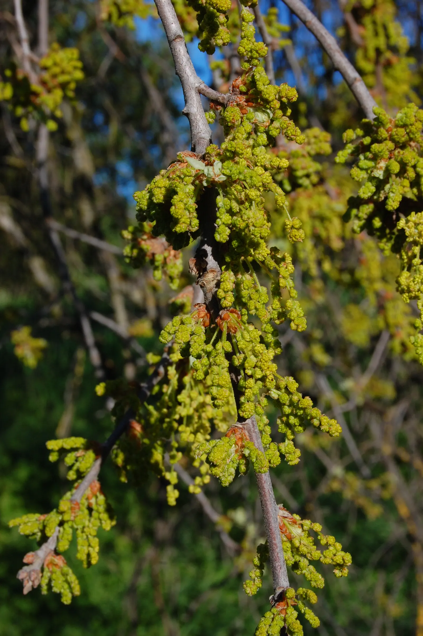 Coast Live Oak (Quercus agrifolia) — it's important to allow ample space for the Coast Live Oak's extensive root system and broad canopy; contorted limbs under