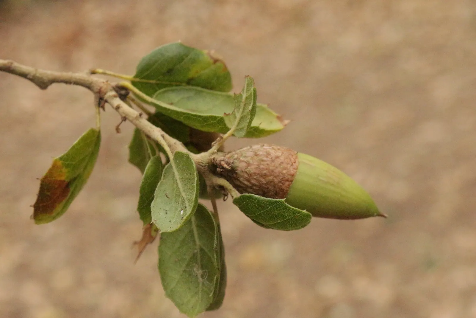 Coast Live Oak (Quercus agrifolia) — Drought-tolerant once established