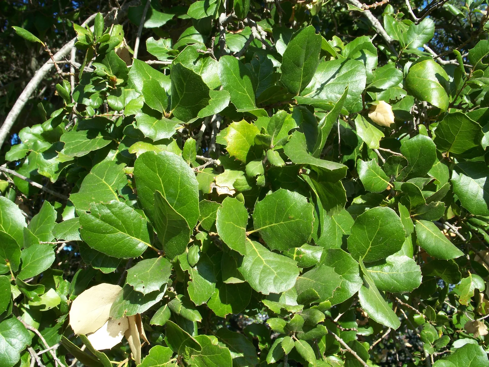 Coast Live Oak (Quercus agrifolia) — typically 20 to 70 feet in height with a canopy spread of 20 to 70 feet; favoring the coastal regions where it can spread