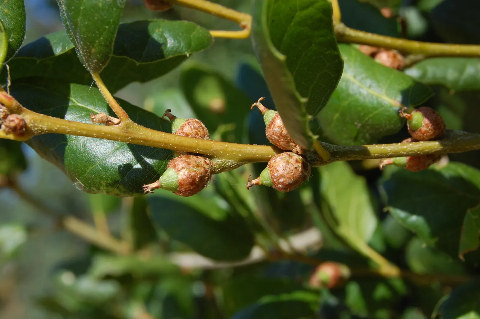 Coast Live Oak (Quercus agrifolia) — the tree produces inconspicuous yellowish catkins; its dark green, holly-like leaves and acorns are vital for wildlife