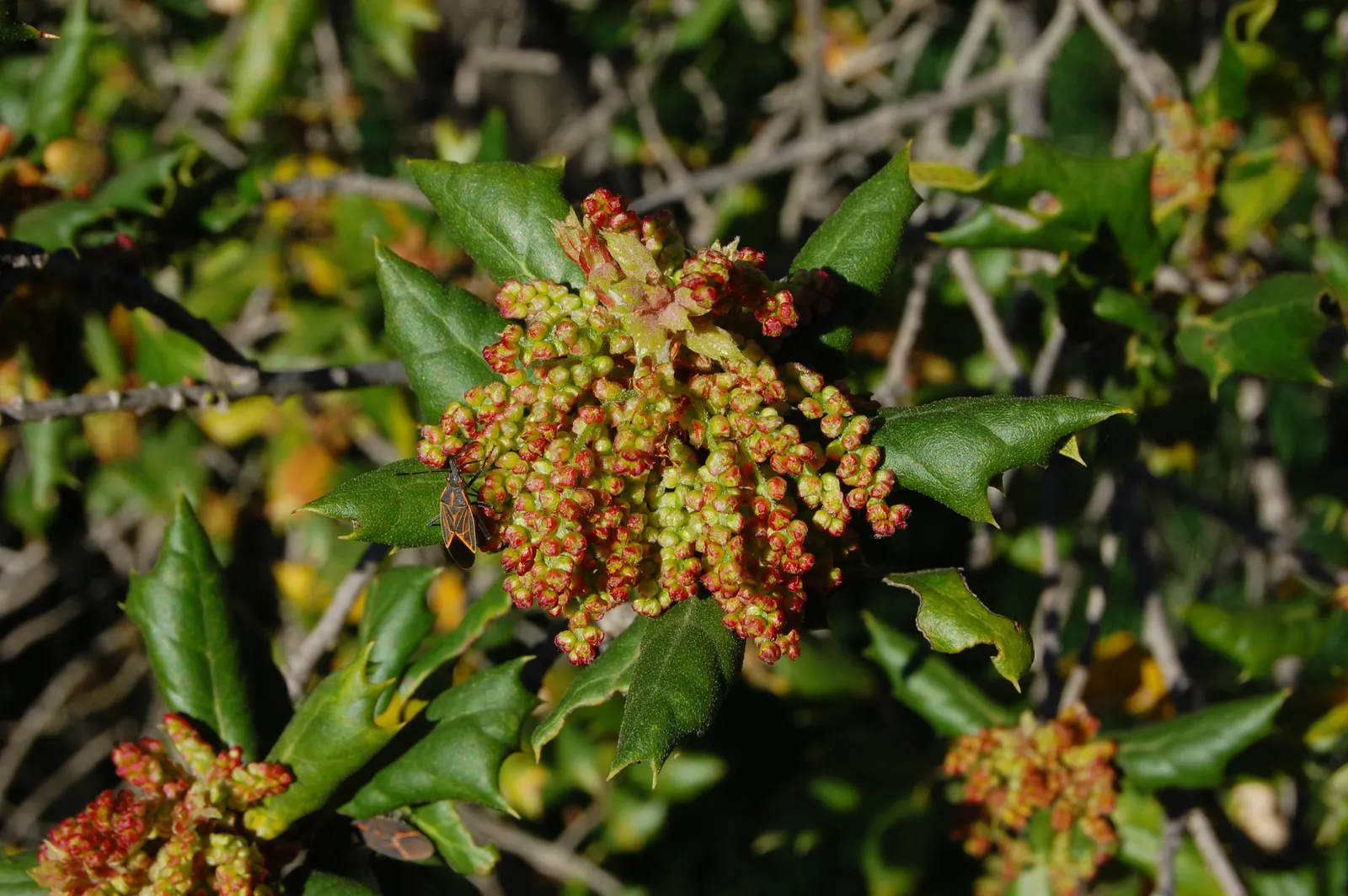 Coast Live Oak (Quercus agrifolia) — leathery leaves that are dark green on top and a paler hue underneath; making it a robust choice for diverse landscapes