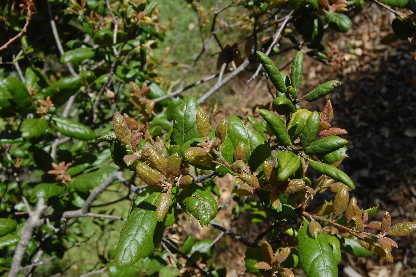 Coast Live Oak (Quercus agrifolia) — contorted limbs under the mild climate; it's important to allow ample space for the Coast Live Oak's extensive root system