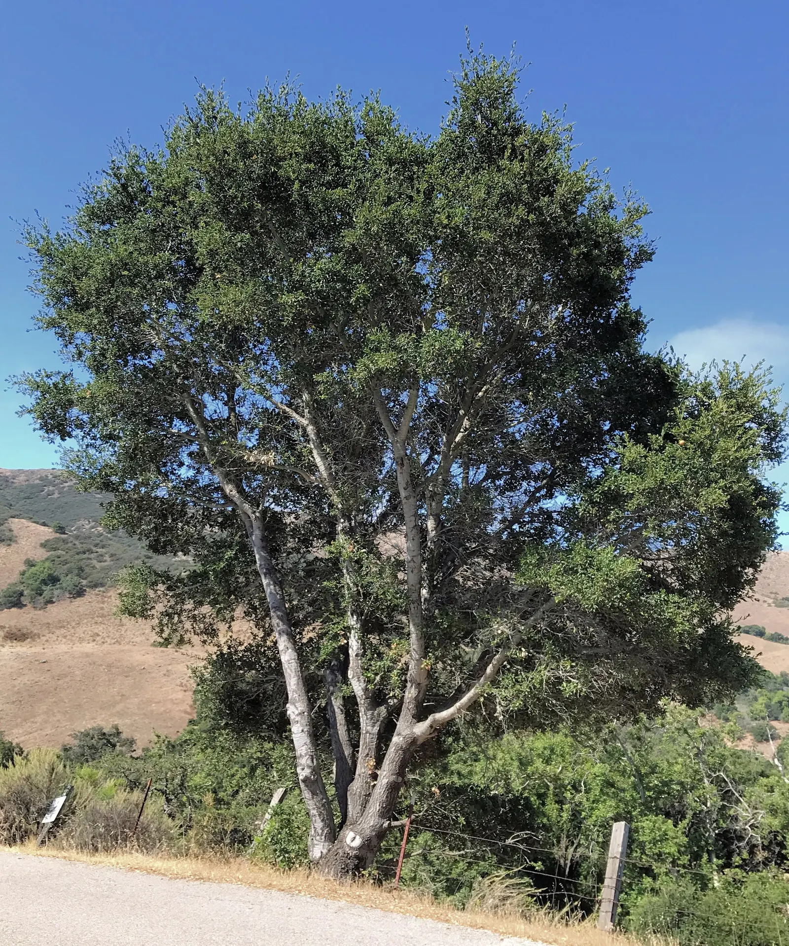 Coast Live Oak (Quercus agrifolia) — Drought-tolerant once established; quercus agrifolia, commonly known as the Coast Live Oak, is an evergreen, image 52