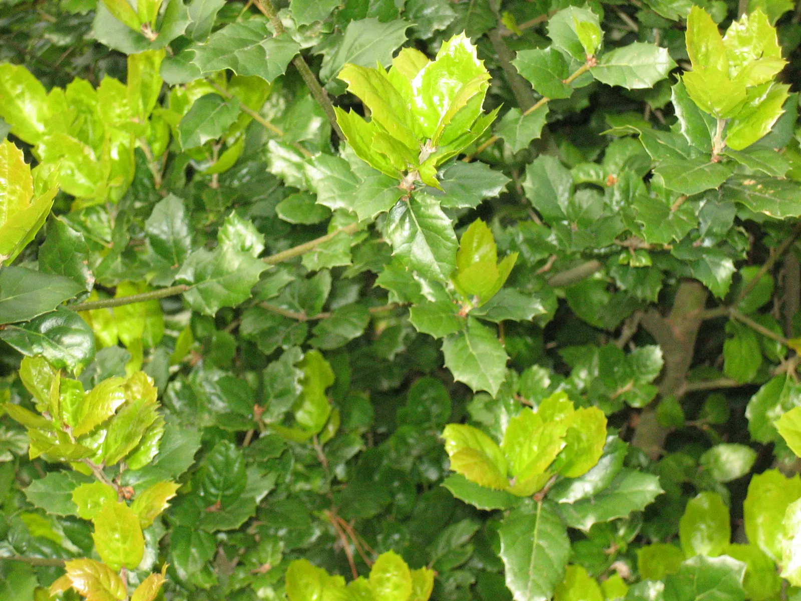 Coast Live Oak (Quercus agrifolia) — Its dark green, holly-like leaves and acorns are vital for wildlife
