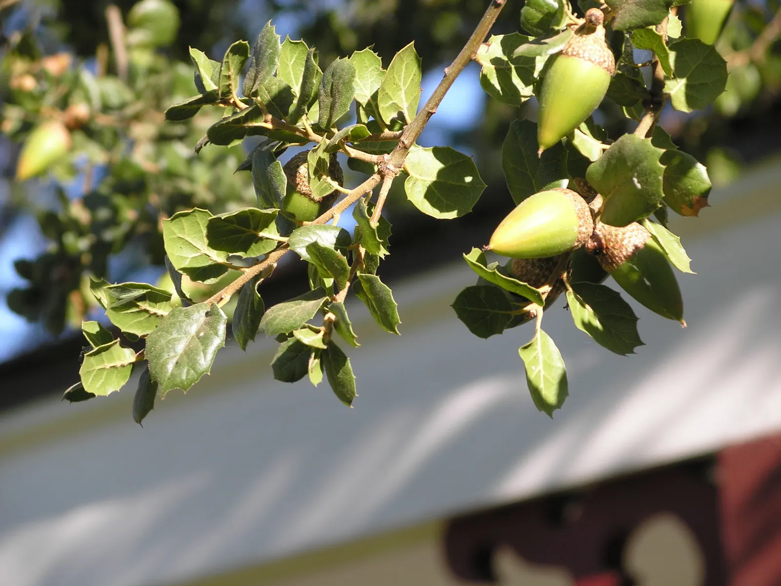 Coast Live Oak (Quercus agrifolia) — it requires well-drained soil; it thrives in USDA zones 9 to 11, image 53