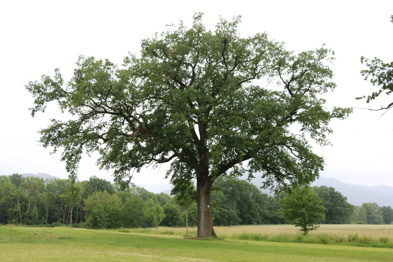 Coast Live Oak (Quercus agrifolia) — making it a robust choice for diverse landscapes; leathery leaves that are dark green on top and a paler hue, image 54