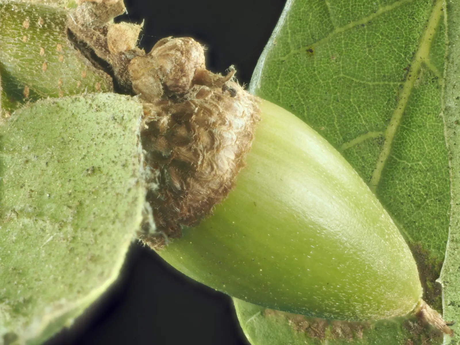 Coast Live Oak (Quercus agrifolia) — the Coast Live Oak's foliage is a year-round display of vitality