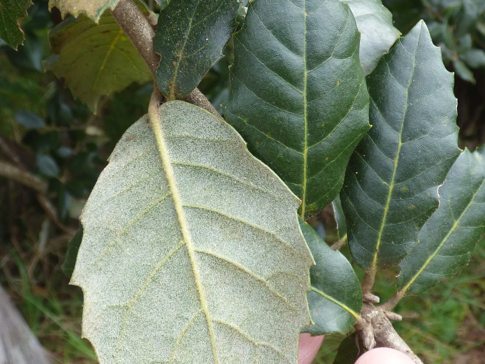 Coast Live Oak (Quercus agrifolia) — contorted limbs under the mild climate