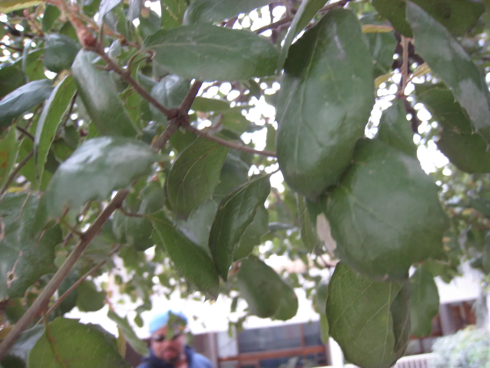 Coast Live Oak (Quercus agrifolia) — planting a Coast Live Oak is an investment in the landscape's future