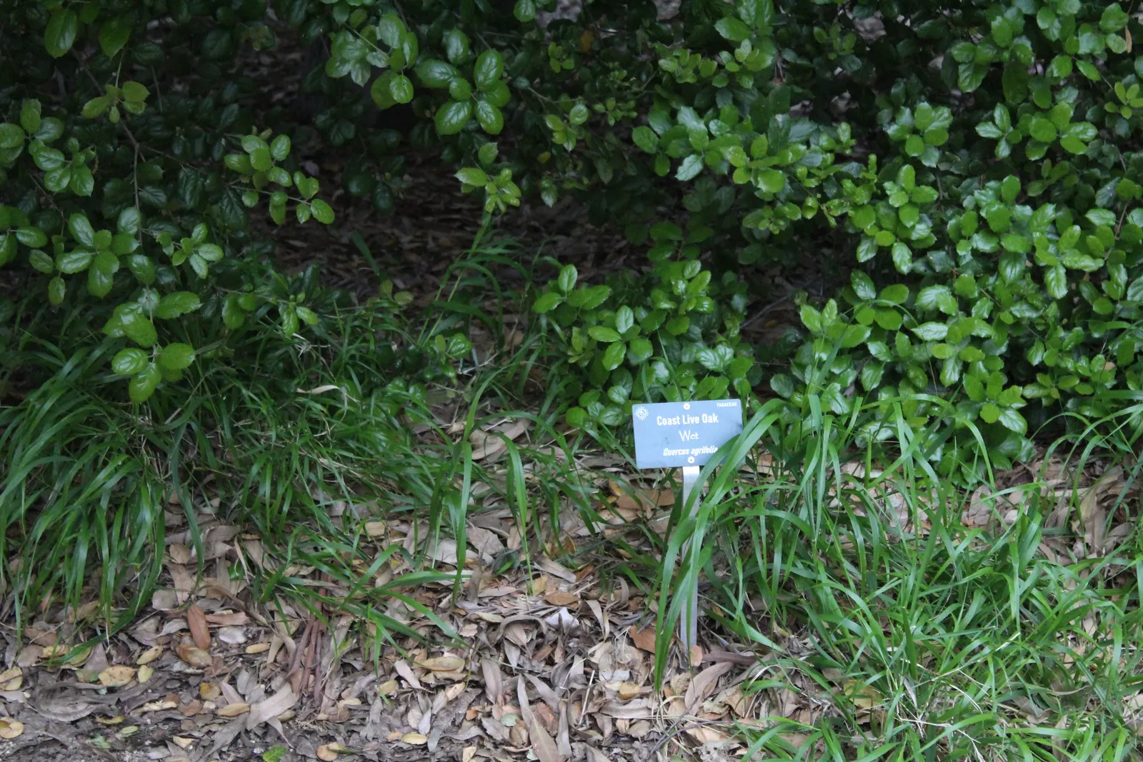 Coast Live Oak (Quercus agrifolia) — creating a lasting legacy in any garden