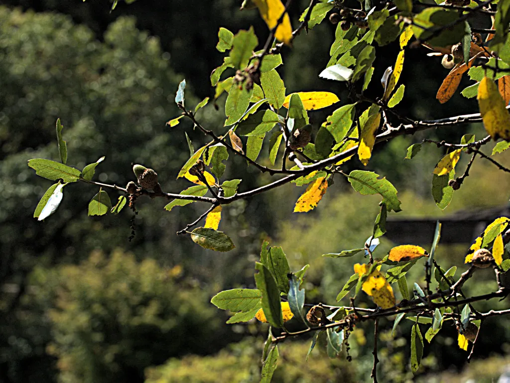 Coast Live Oak (Quercus agrifolia) — it's important to allow ample space for the Coast Live Oak's extensive root system and broad canopy