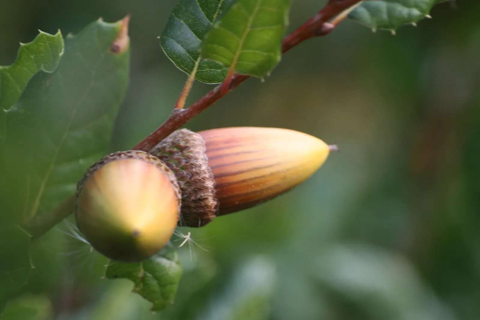 Coast Live Oak (Quercus agrifolia) — tree for full